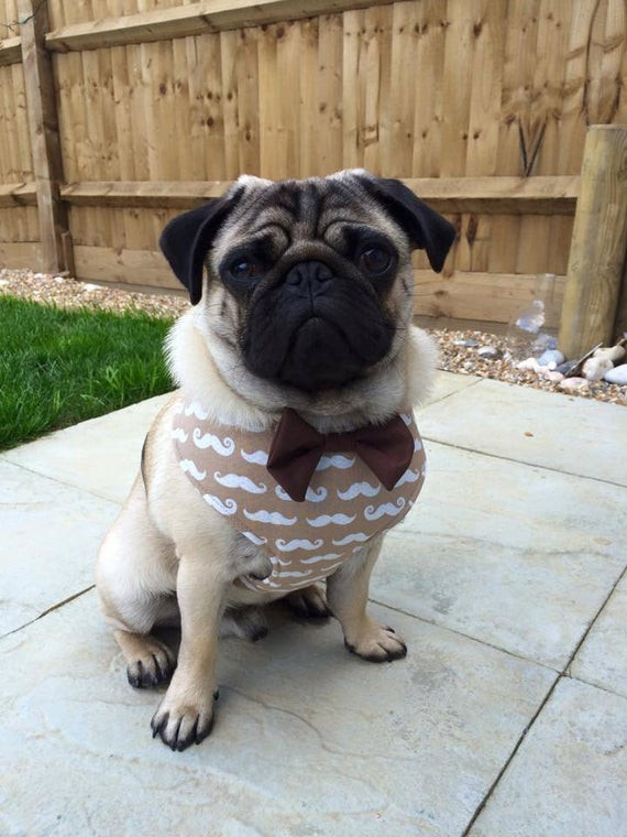 DIY Dog Harness Pattern
 DIY Dog Harness Sewing Pattern and Full by Pugsnkissesuk