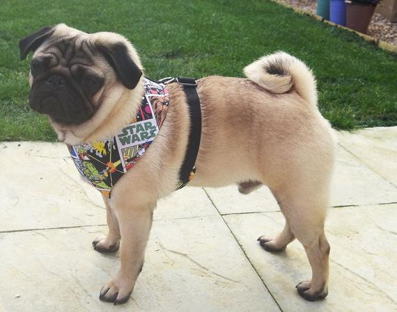 DIY Dog Harness Pattern
 DIY Dog Harness Sewing Pattern and Full by Pugsnkissesuk
