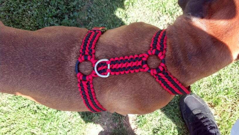 DIY Dog Harness Pattern
 The Paracord Blog Paracord A Dog s Best Friend