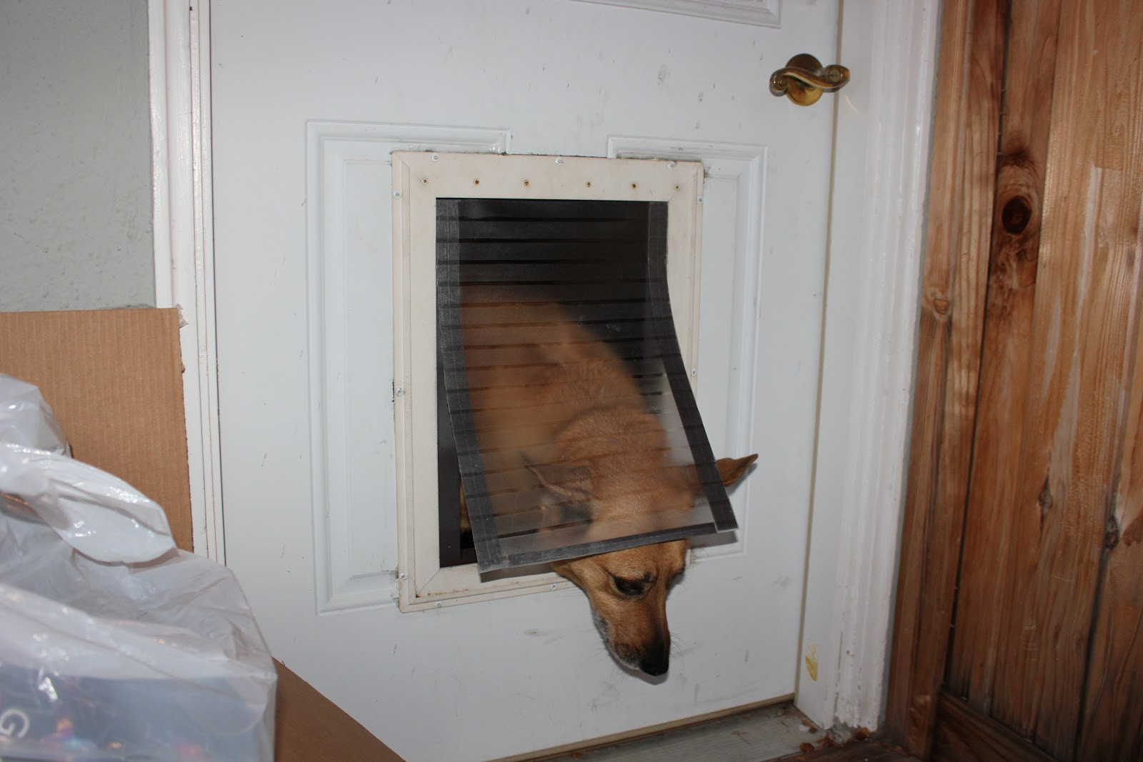DIY Dog House Door
 Content Provider Homemade magnetic dog flap nirvana