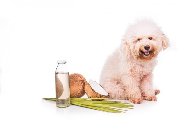 DIY Dog Leave In Conditioner Spray
 Homemade Hair Conditioner for Dogs Itchy or Dry Skin