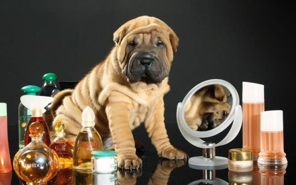 DIY Dog Perfume
 Dog Perfumes Colognes Best Homemade Designer Dog