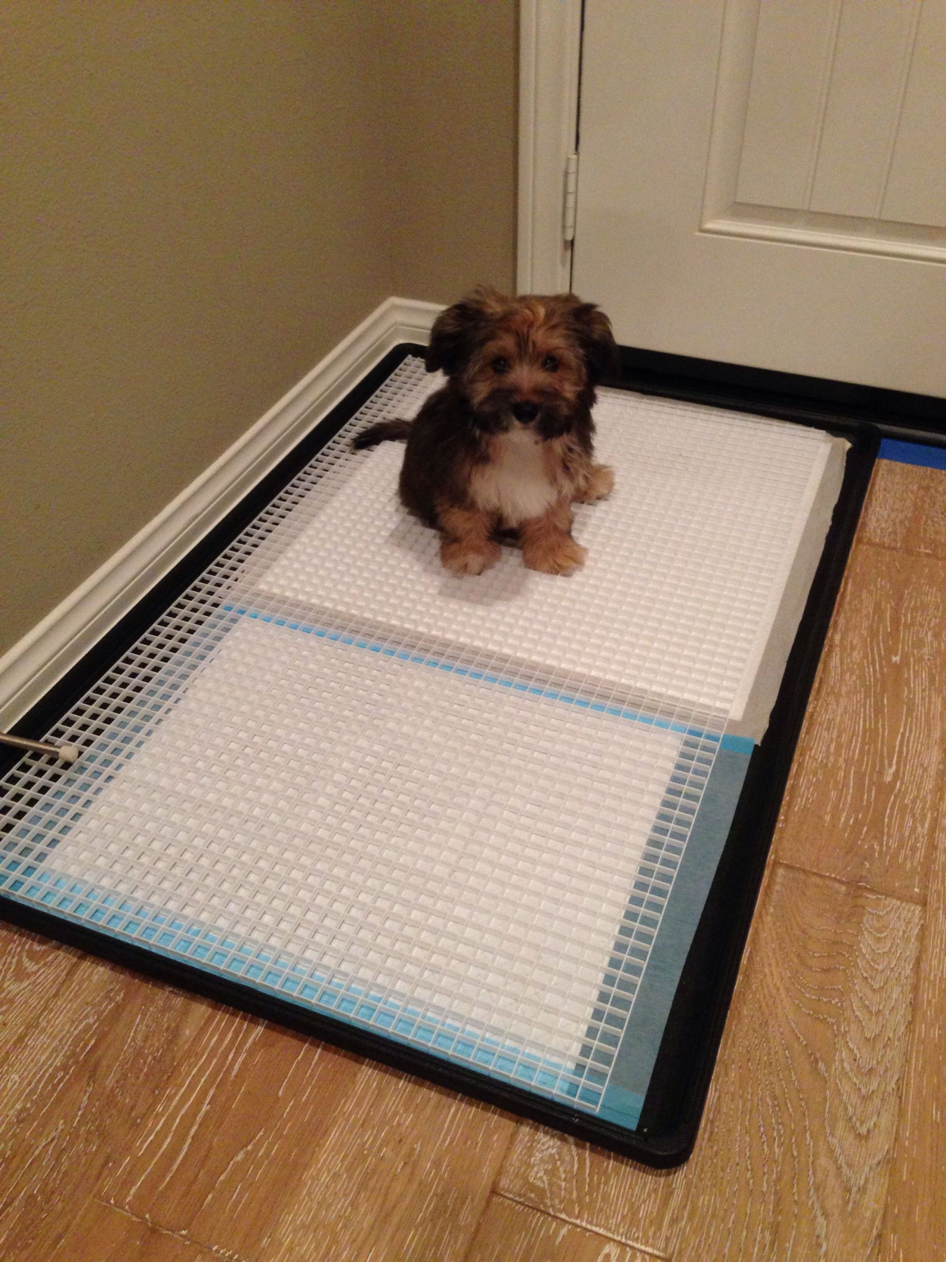 DIY Dog Potty
 DIY dog toilet tray prevents pee puddle from soiling the