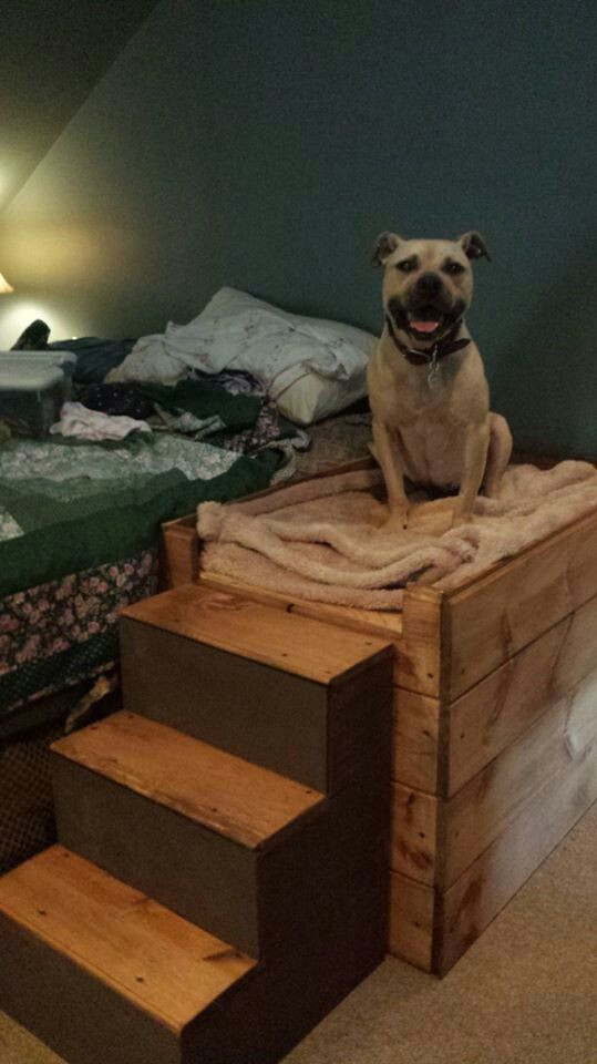DIY Dog Ramp For High Bed
 Handsome Dan former Michael Vick dog