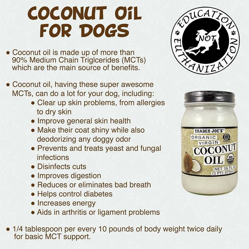 DIY Dog Shampoo With Coconut Oil
 the benefits of coconut oil for your dog Its great for