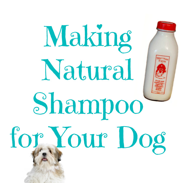 DIY Dog Shampoo With Coconut Oil
 Do you have a stinky pup