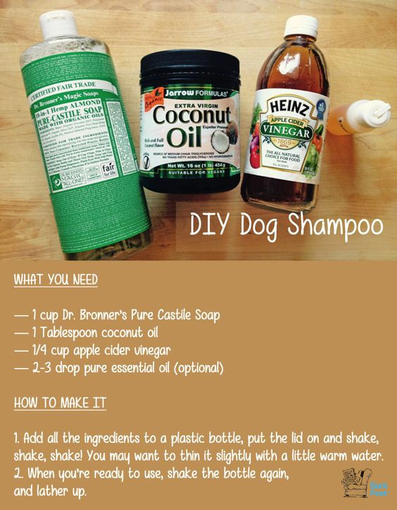 DIY Dog Shampoo With Coconut Oil
 Pinterest • The world’s catalog of ideas