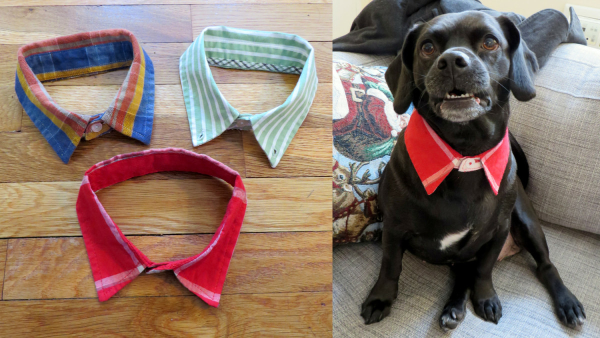 DIY Dog Shirt
 DIY Doggie Dress Shirt Collar – The Cheerful Times