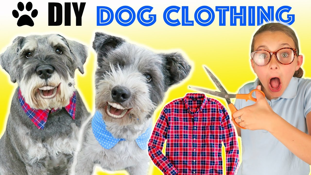 DIY Dog Shirt
 How To Make DIY Funny Upcycled Dog Clothes