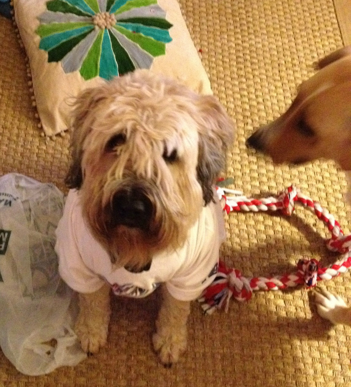 DIY Dog Shirt
 DIY THUNDER SHIRT – dogs and storms