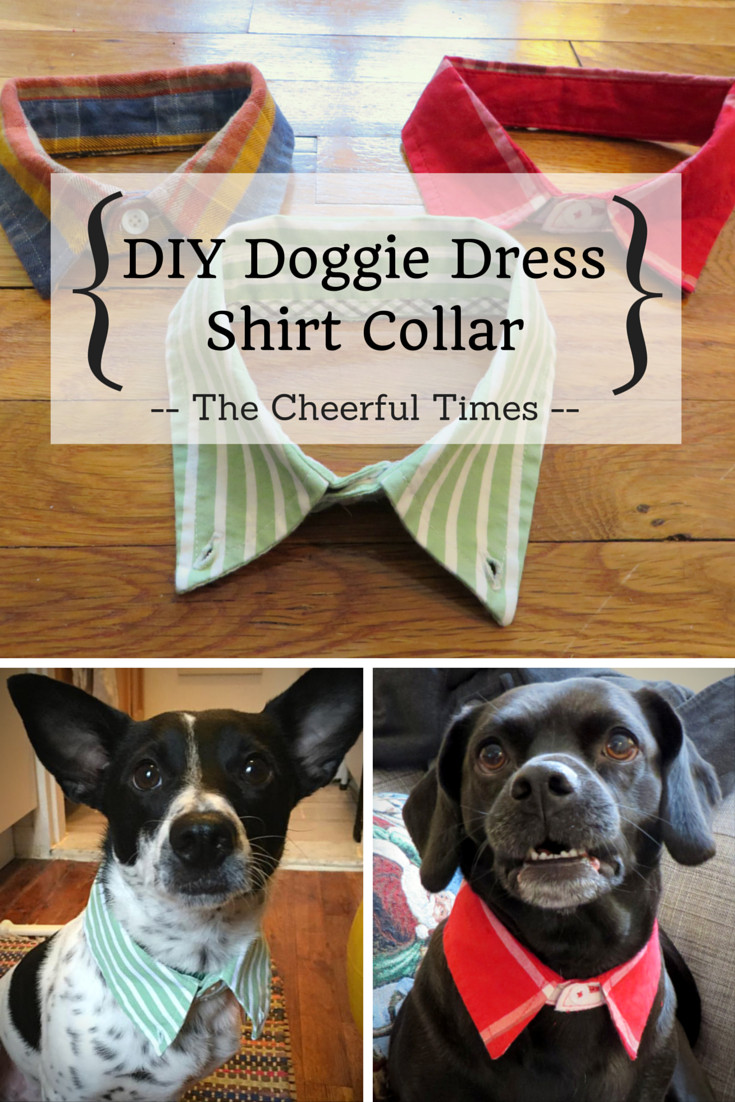 DIY Dog Shirt
 DIY Doggie Dress Shirt Collar dog