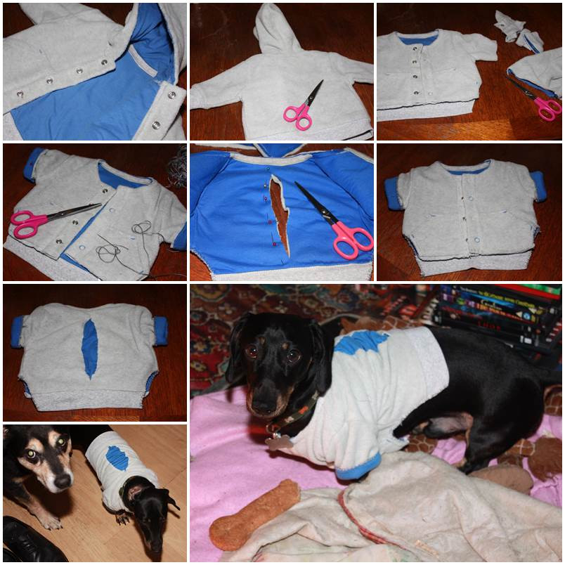 DIY Dog Shirt
 DIY Sweater Dog Clothes