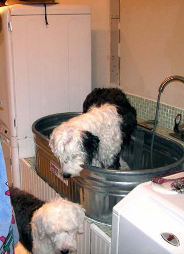 DIY Dog Shower
 17 Insanely Cool Bathroom Ideas For Your Doggies