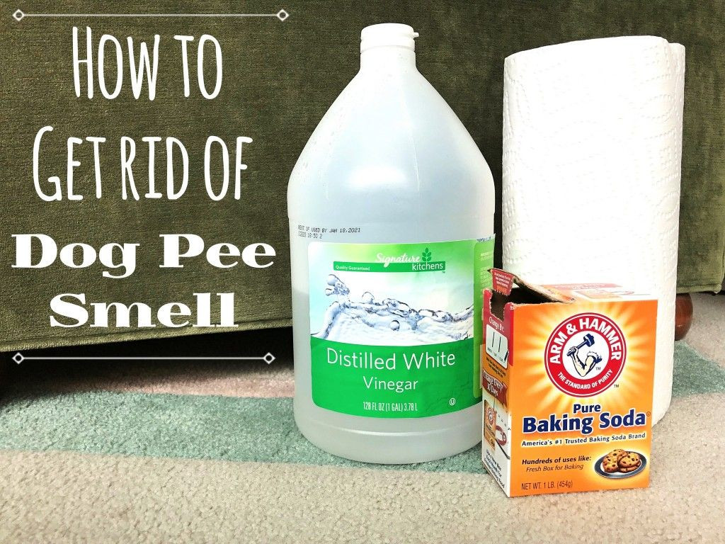 DIY Dog Urine Odor Remover
 How to Remove the Odor of Dog Urine From Carpets