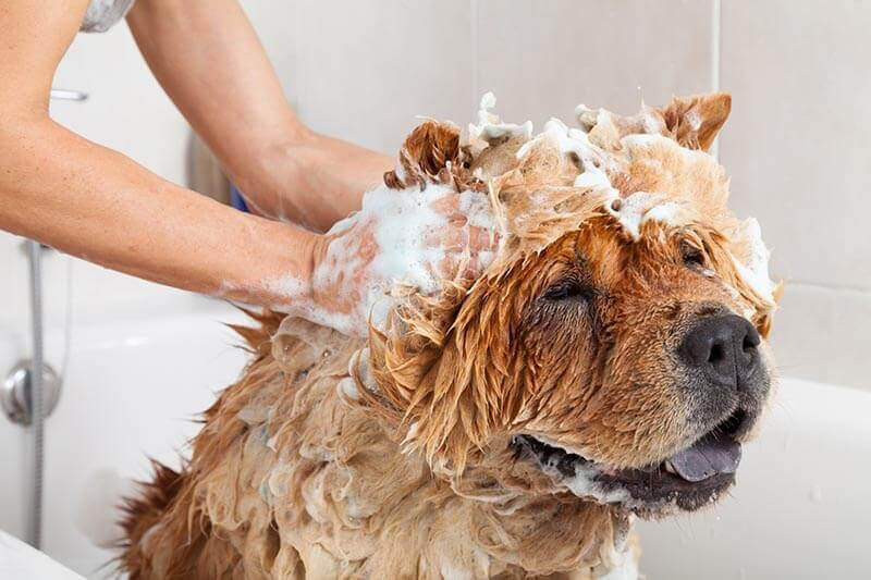 DIY Dog Wash
 Dog Wash Facilities DIY Dog Wash