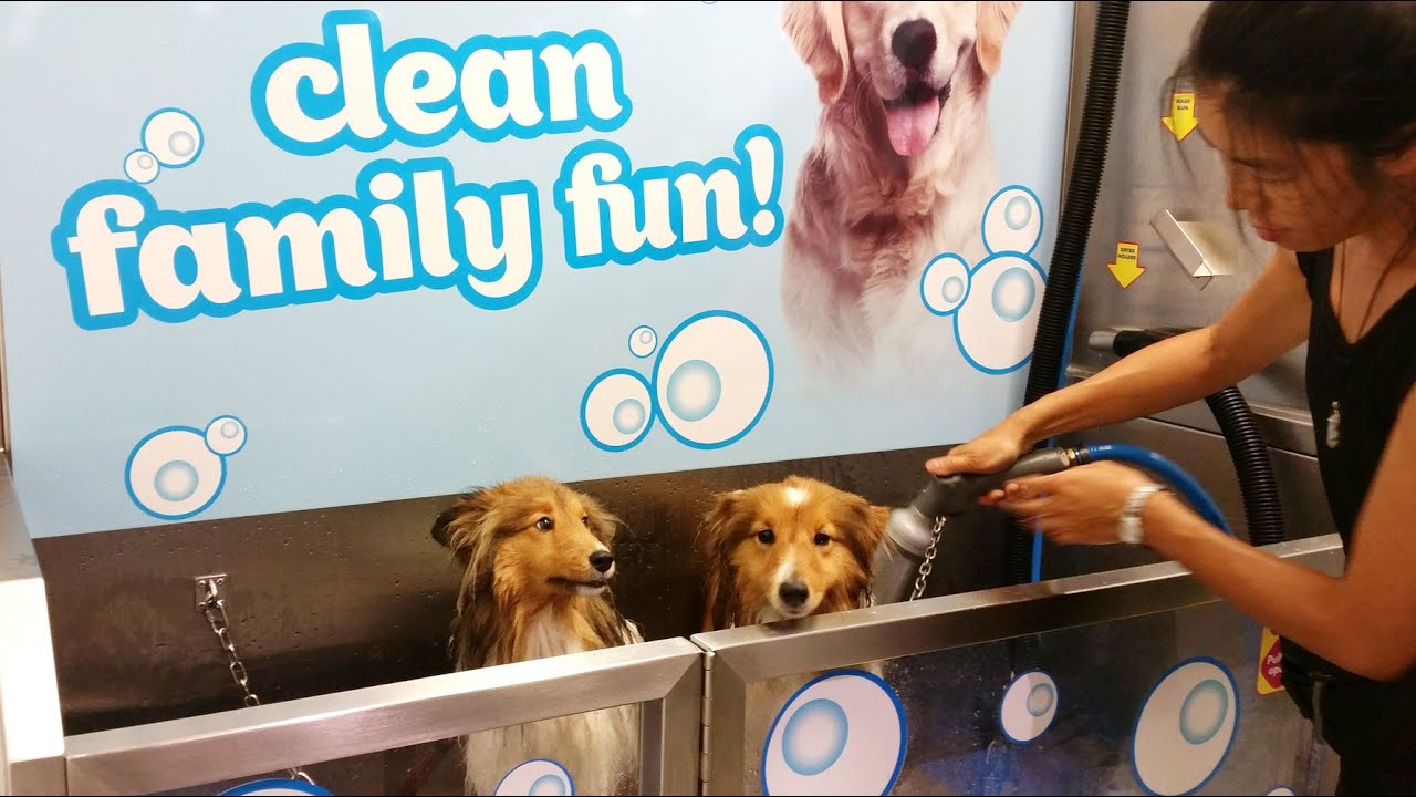 DIY Dog Wash
 DIY Dog wash 5 min wash at the Pet Shop