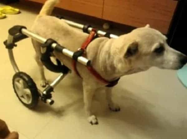 DIY Dog Wheelchair For Front Legs
 8 Dog DIY Wheelchair Plans Learn How to Build A Dog