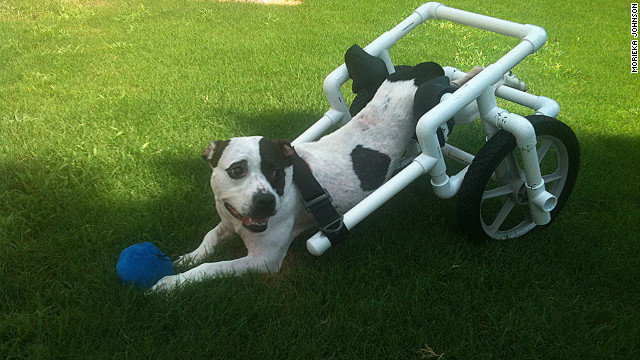 DIY Dog Wheelchair For Front Legs
 Paralyzed pooch steals hearts s new wheels CNN