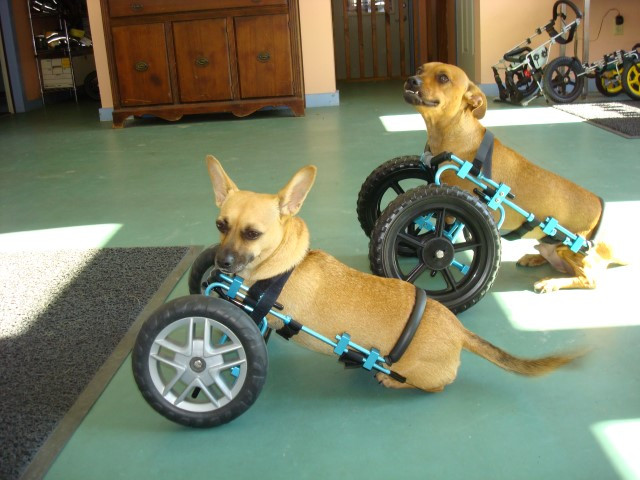 DIY Dog Wheelchair For Front Legs
 Ed s Wheels for Pets The Pet Mobility Experts