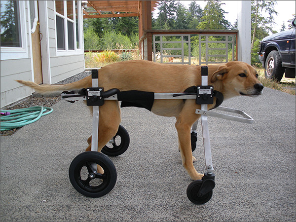 DIY Dog Wheelchair For Front Legs
 Fundraiser by McKeancounty Spca The Grizz Fund