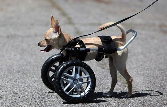 DIY Dog Wheelchair For Front Legs
 Wheelchairs for Handicapped Dogs