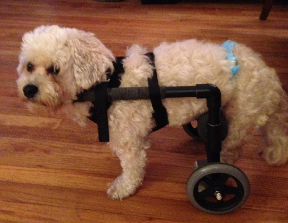 DIY Dog Wheelchair For Front Legs
 Adorable Animals and Their Tiny Wheelchairs Roo the