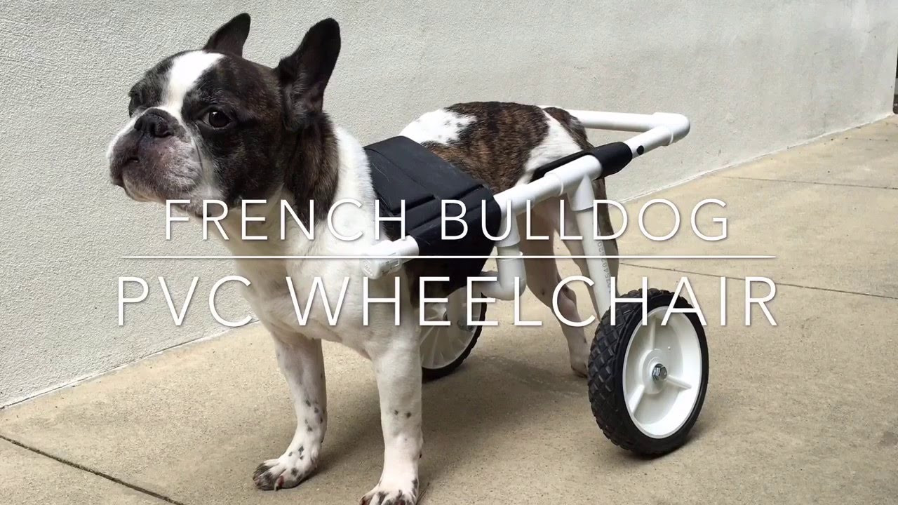 DIY Dog Wheelchair For Front Legs
 DIY French Bulldog PVC Dog Wheelchair