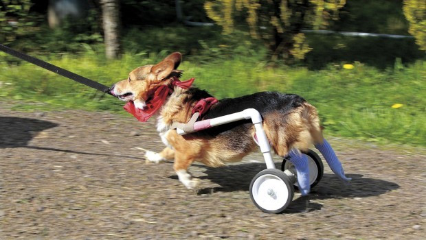 DIY Dog Wheelchair For Front Legs
 Bud s Back Pet wheelchair gives Corgi new lease on life
