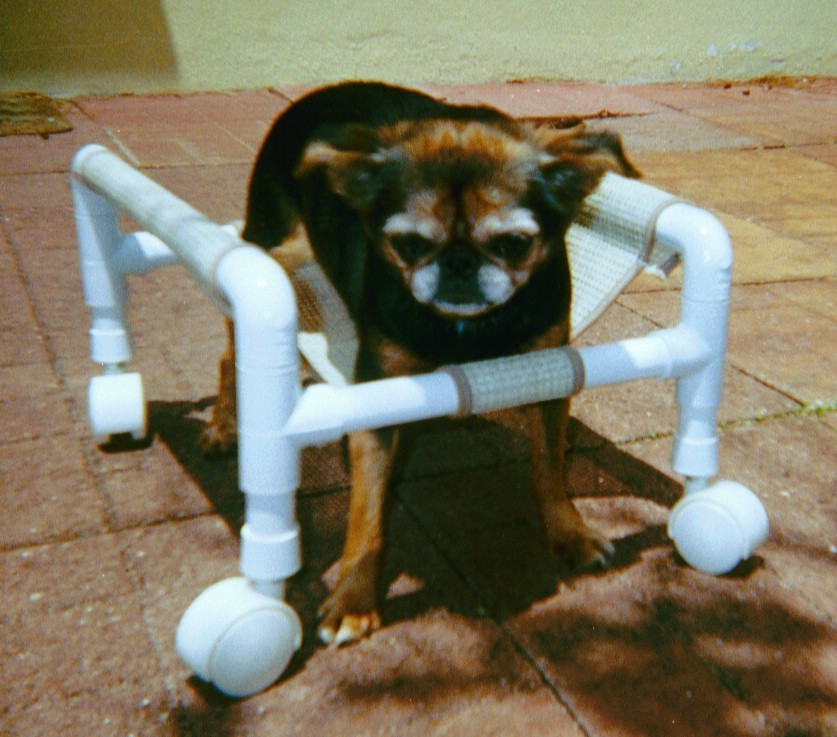 DIY Dog Wheelchair For Front Legs
 DIY