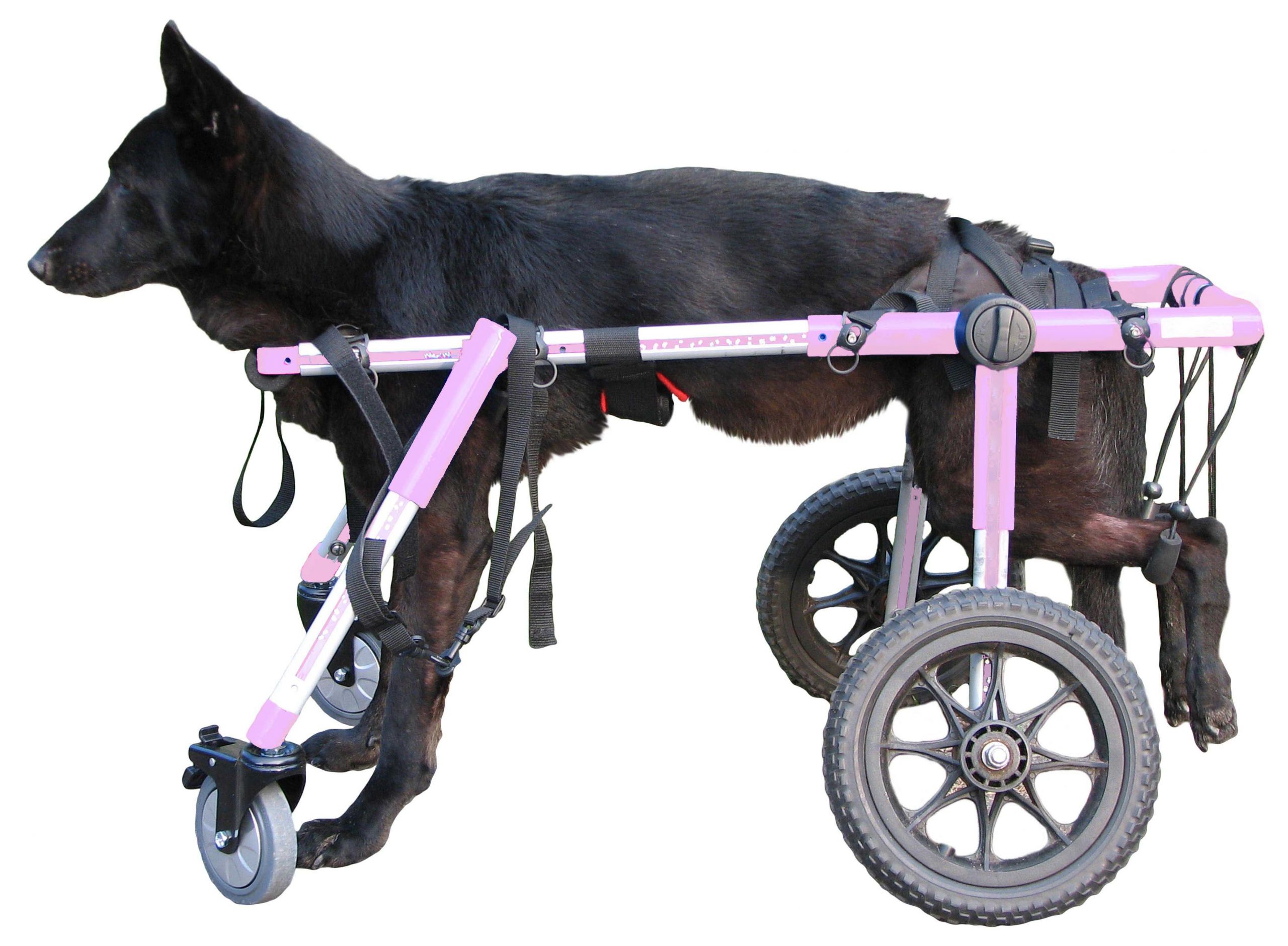 DIY Dog Wheelchair For Front Legs
 Front Wheel Wheelchair Attachment How to build a dog