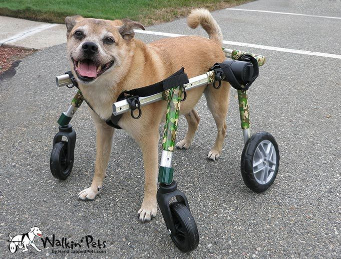 DIY Dog Wheelchair For Front Legs
 How To Get A Donated Dog Wheelchair For Your Paraplegic Pet