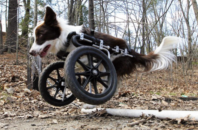 DIY Dog Wheelchair For Front Legs
 Pop A Wheelie Dog With T Rex Legs Gets Custom Wheels