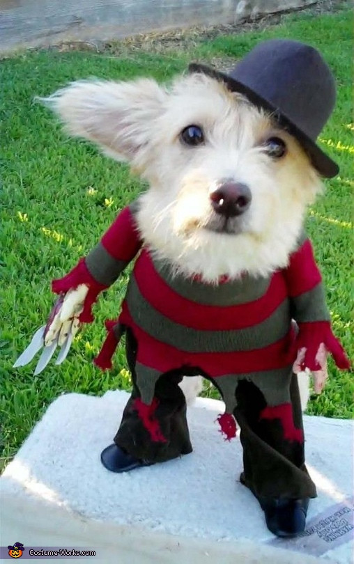 DIY Freddy Krueger Costume
 A Nightmare on Elm Street Freddy Krueger Costume for Dogs