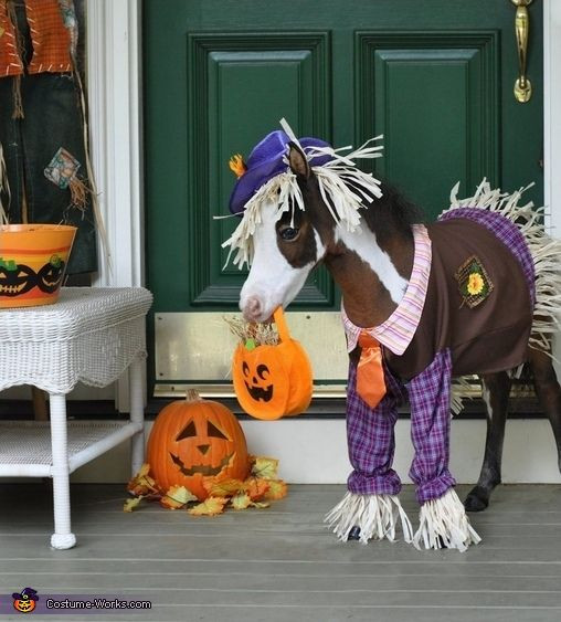 DIY Horse Costumes
 Equinely Spooky 25 Best Horse Halloween Costumes
