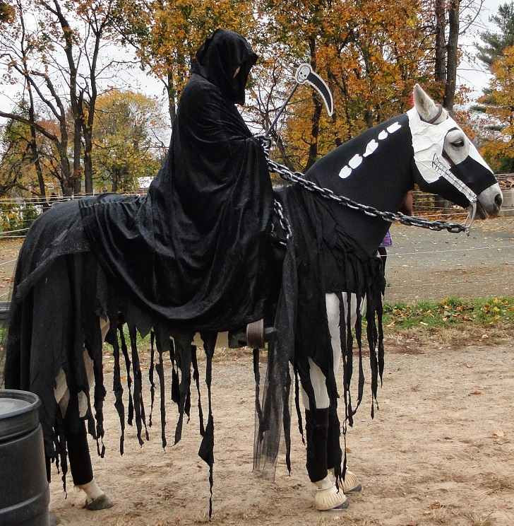 DIY Horse Costumes
 Halloween costumes for horses – creative ideas for pet