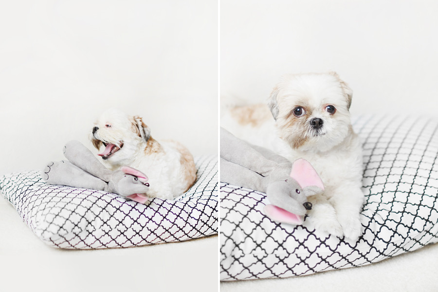 DIY Large Dog Bed No Sew
 DIY No Sew Dog Bed Pretty Fluffy
