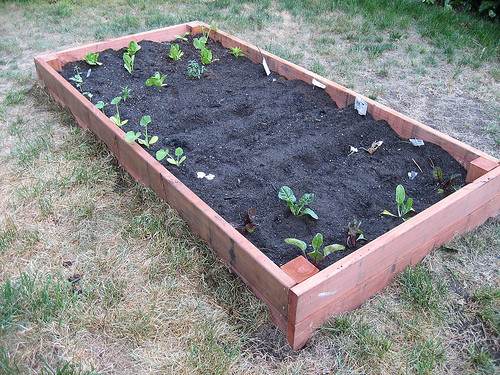 DIY Planting Boxes
 DIY Planting Your Garden Box