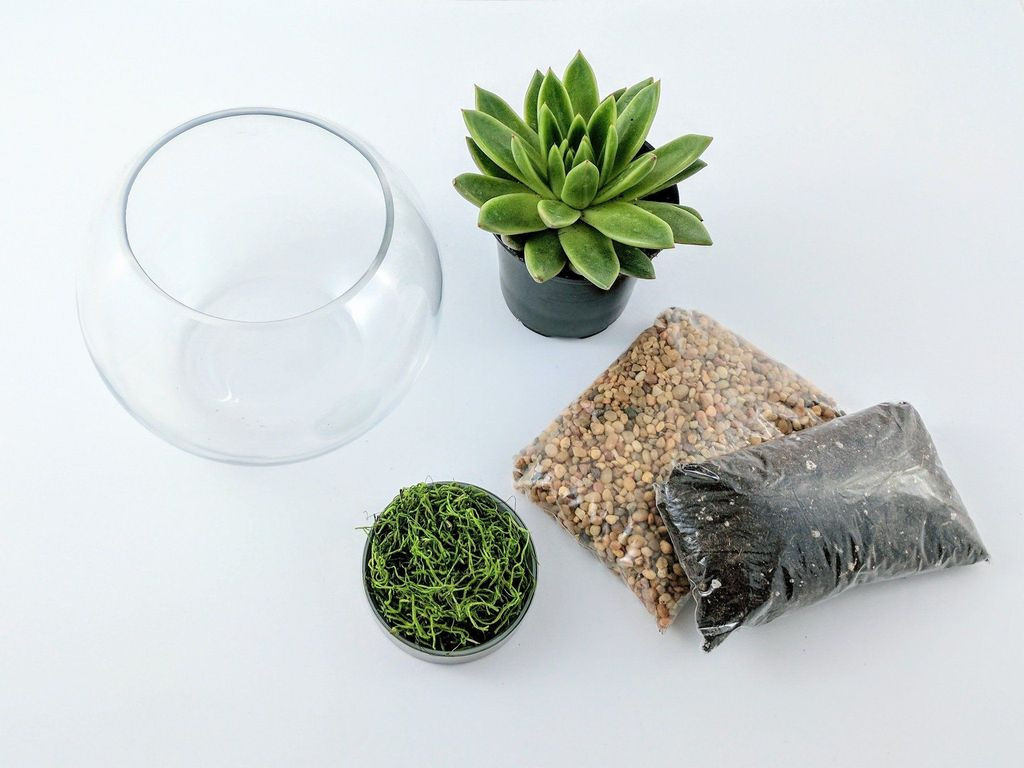DIY Succulent Terrarium Kit
 DIY Succulent Terrarium Kit Fishbowl – Succuterra