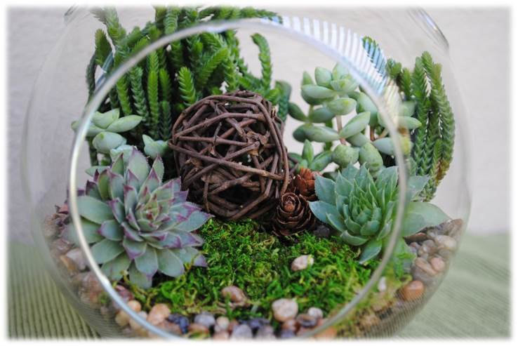 DIY Succulent Terrarium Kit
 Globe Succulent Terrarium Kit by SucculentsAndMore1