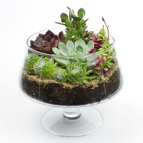 DIY Succulent Terrarium Kit
 DIY Terrarium Kits For Succulents Cacti & Air Plants