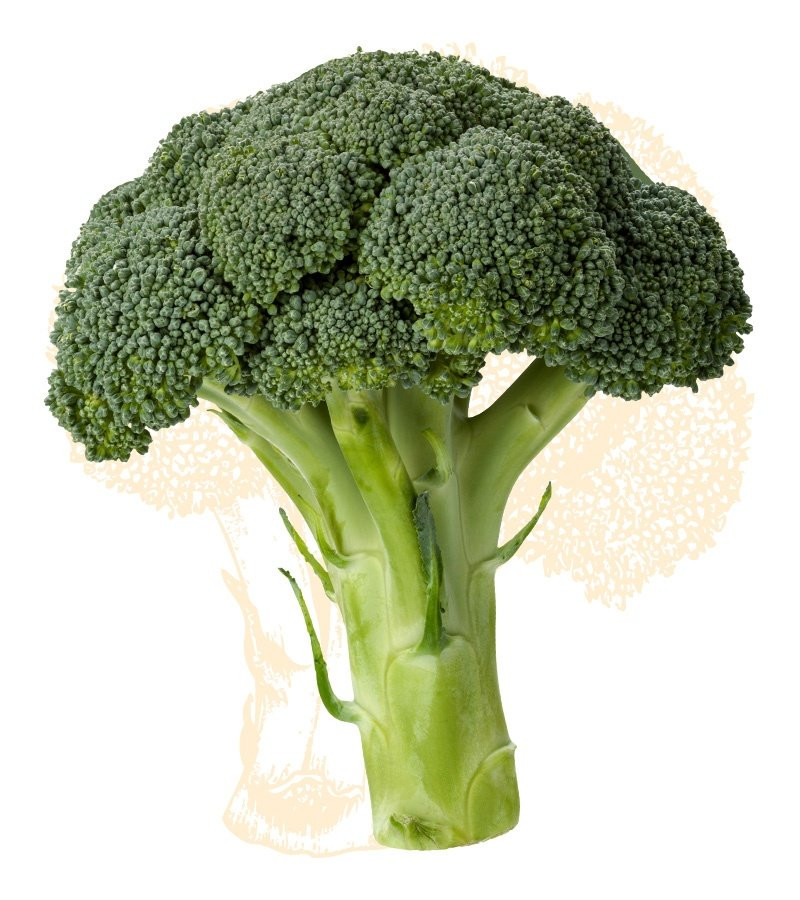 Does Broccoli Have Fiber
 Broccoli