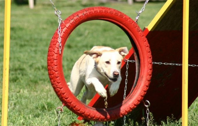 Dog Agility Equipment DIY
 Dog Agility Equipment DIY Step by Step Instructions