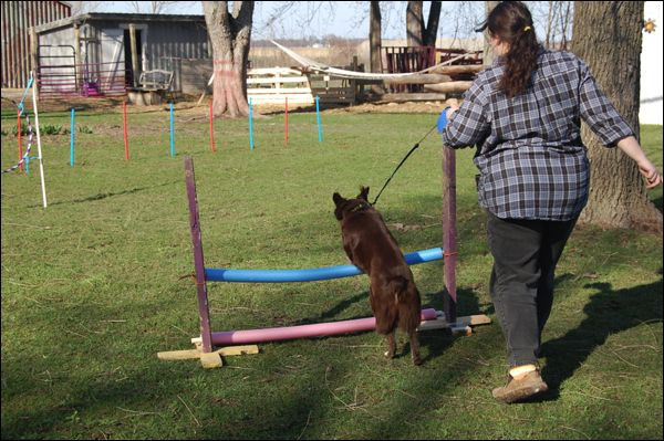 Dog Agility Equipment DIY
 Homemade Dog Agility Course… DIY dog agility
