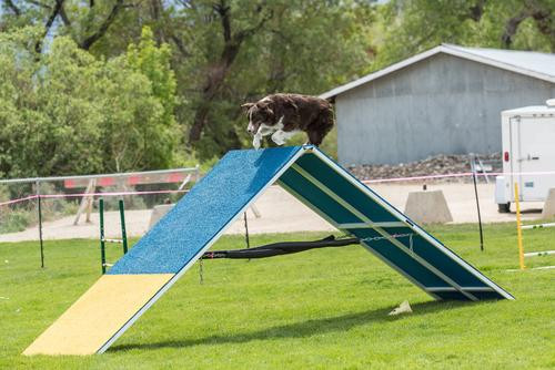 Dog Agility Equipment DIY
 Dog Agility Equipment — A Quick Introduction To DIY Dog