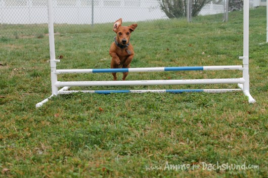 Dog Agility Jump DIY
 DIY Build Your Own Agility Jumps