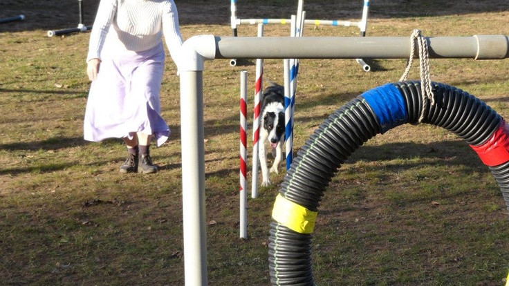 Dog Agility Jump DIY
 DIY Beginner weave poles and tire jump for dog agility