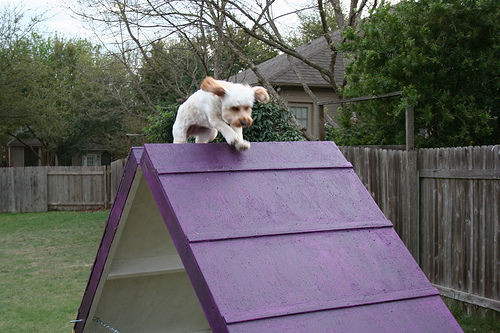 Dog Agility Jump DIY
 DIY Dog Agility A Frame petdiys