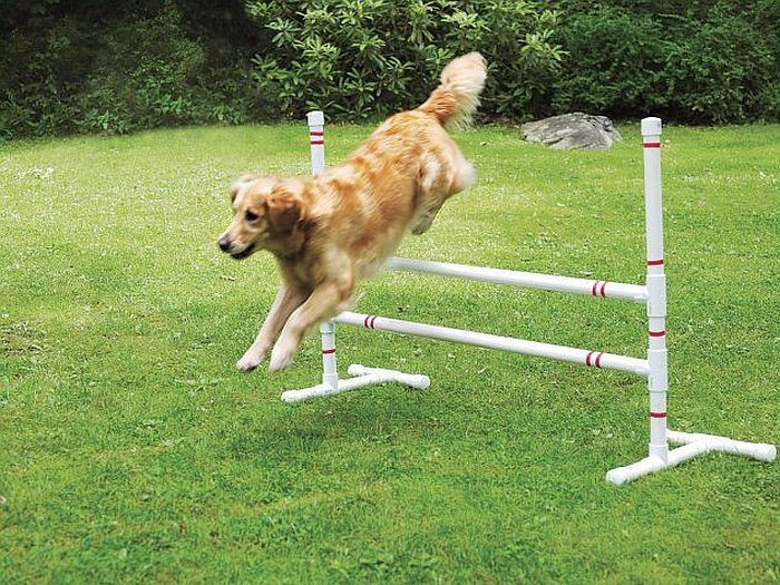 Dog Agility Jump DIY
 9 DIY Dog Agility Courses Homemade Agility Obstacles For