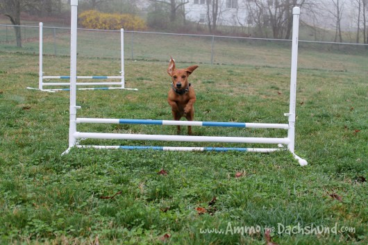 Dog Agility Jump DIY
 DIY Build Your Own Agility Jumps