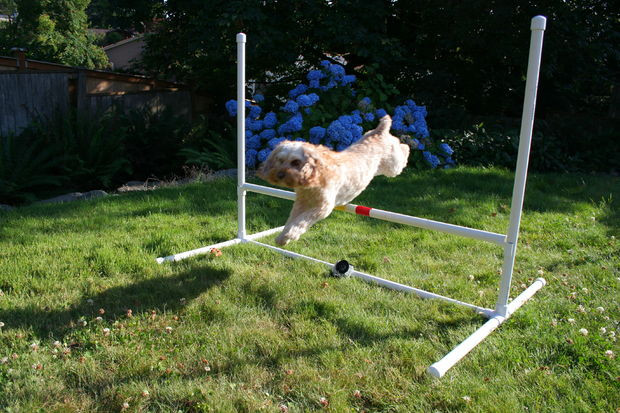Dog Agility Jump DIY
 Dog Agility Jump 8 Steps with